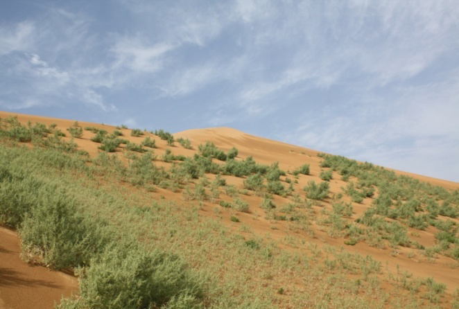 流动沙丘上的沙米群落.png